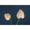 Anthurium Cheers