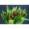 Tulip Red Princess