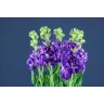 Matthiola Purple