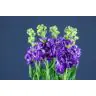 Matthiola Purple