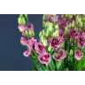 Lisianthus Rosita Pink