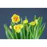Narcisus Tahiti (Double)