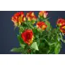 Roses Catch