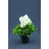 Pelargonija p12 (Pelargonium Grandiflora)