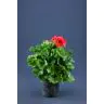 Pelargonija p12 (Pelargonium Grandiflora)