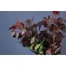 Cotinus Royal Purple