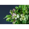 Alstromeria Hawaiian Dream