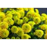 Chrysantemum Santini Jeanny Orange