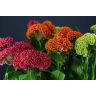 Celosia Act Mix