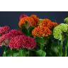 Celosia Act Mix