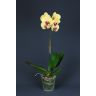 Orhideja "PHALAENOPSIS"