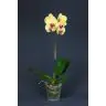 Орхидея Phalaenopsis