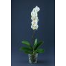 Orhideja "PHALAENOPSIS"