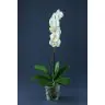 Орхидея Phalaenopsis