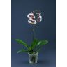 Orhideja "PHALAENOPSIS"