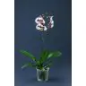 Орхидея Phalaenopsis