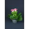 Gloksīnija p12cm (Gloxinia)