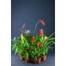 Guzmania