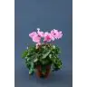 Cyclamen Curly