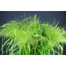 Panicum Fountain
