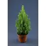 Picea Glauca Conica p13/50