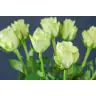 Rozes Athena