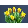 Tulip  Princes Margriet