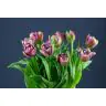 Tulip Mascotte