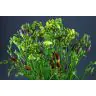 Freesia Mix