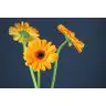 Gerbera Erica