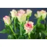 Roses Lovely Jewel