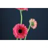 Gerbera Pre-Intenzz