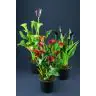 Kalla p14 (Zantedeschia/Calla)