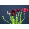 Papaver (Magones ziedi)
