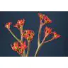 Jatropha Firecracker