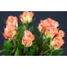 Roses Duett