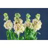 Matthiola Apricot
