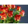 Roses High Society