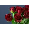 Roses Burgundy
