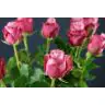 Roses Deep Water