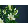 Lilium Signum
