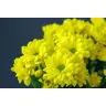 Chrysantemum Bacardi Sunny