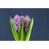 Hyacinthus Purple