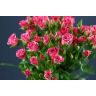 Roses Spray Pink Flash
