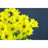 Chrysantemum Celebrate
