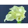 Calla Captain Ventura