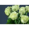 Rozes White Naomi Porta