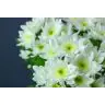 Chrysantemum Radost