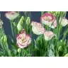 Lizantes Rosita Hot Lips