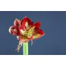 Hippeastrum Barbados